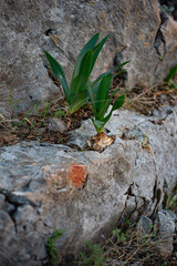 green plant growing in the rock