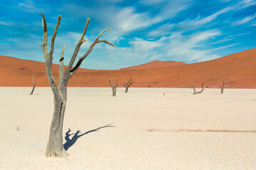 Trees and red dunes in Dead Vlei, Sossuslvei, Namibia