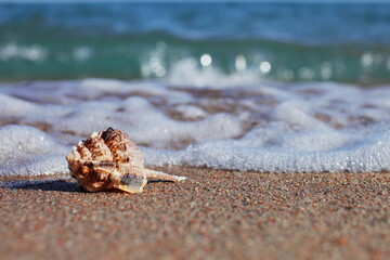 Seashells on the beach. Sandy beach with waves. Summer vacation concept.
