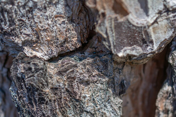 bark of a tree
