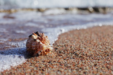Seashells on the beach. Sandy beach with waves. Summer vacation concept.