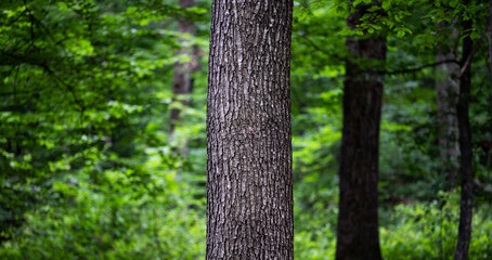 tree in green forest - nature loving, fight global warming, save planet earth