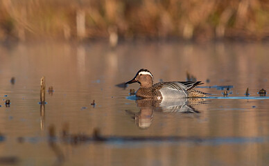 Garganey duck in natural habitat