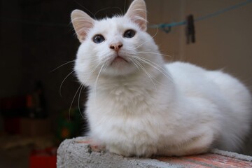 white cat