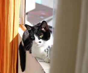 cat in window