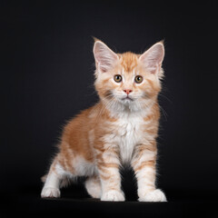 Obraz na płótnie Canvas Alert red silver Maine Coon cat kitten, standing facing front. Looking at camera with brown / greenish eyes. Isolated on black background.