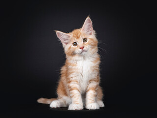 Fototapeta na wymiar Alert red silver Maine Coon cat kitten, sitting facing front. Looking at camera with brown / greenish eyes and cute head tilt. Isolated on black background.