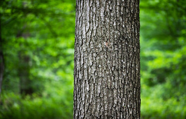 tree in green forest - nature loving, fight global warming, save planet earth
