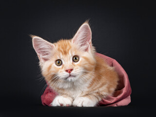 Alert red silver Maine Coon cat kitten, laying down facing front in pink velvet bag. Looking at camera with brown / greenish eyes. Isolated on black background.