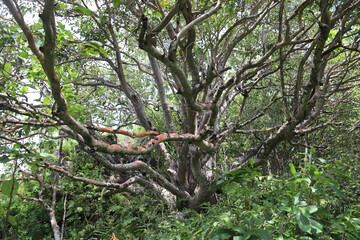 Arbre dans la jungle à Maupiti, Polynésie française