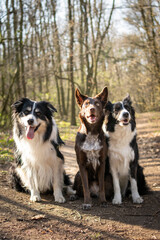 Naklejka na ściany i meble Three border collies are sitting in forest on the road. They are so patient model.