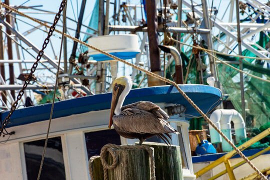 pelicans near the shrimp boats in biloxi, mississippi