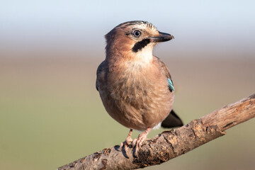 Jay bird portrait in natural habitat