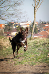 Border collie is running in the grass. She is so crazy female dog.