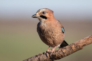 Jay bird portrait in natural habitat