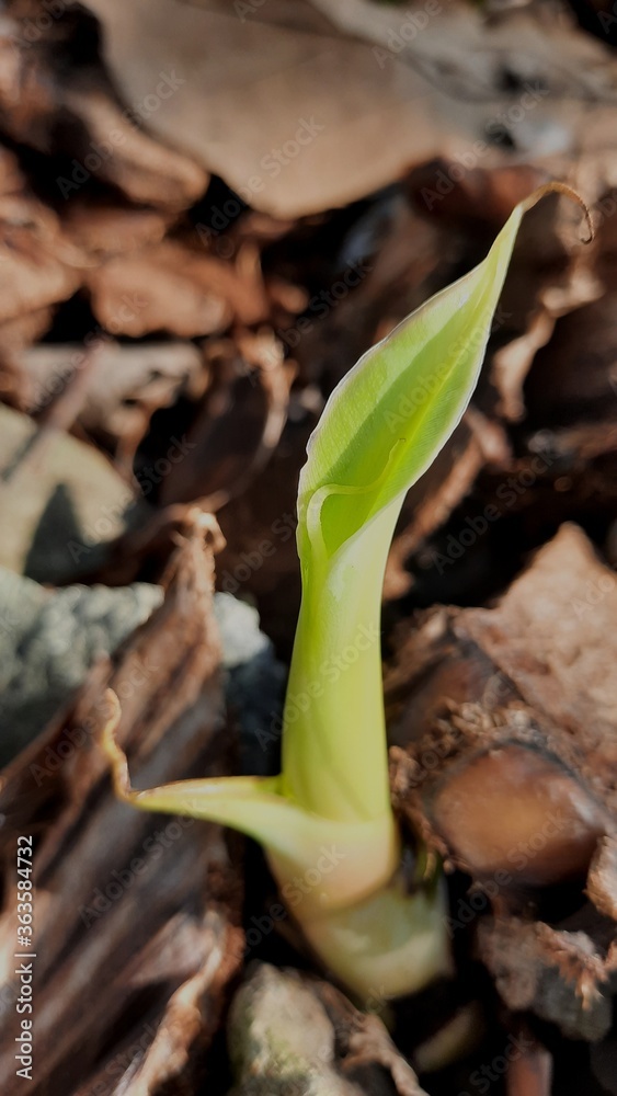 Sticker selective focus shot of an arum sprout in the soil