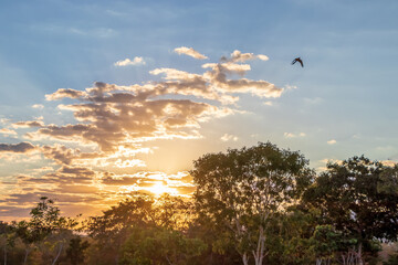 Nascer do sol na fazenda com uma arara voando no céu.