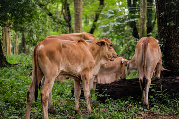 Cows feed on natural food.
