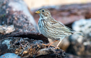 Corn Bunting in natural habitat
