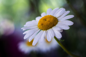 Obraz premium Chamomile. White head of the flower.