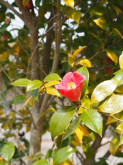 早春の日本庭園に咲くツバキの花