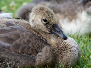 Baby gosling goose up close laying in the grass with brown feathers, wildlife in nature.
