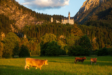 Neuschwanstein Castle with Alps and cows on the meadow in the evening light, Germany