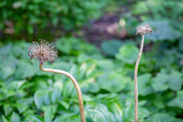 Allium or wild onion. Blossoming plant with round prickly flower