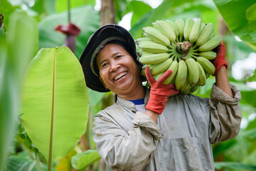 An Asian female farmer is holding raw bananas and collecting products in her banana plantation....