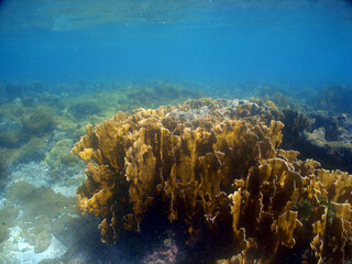 Naklejka na ściany i meble underwater fish coral reef sea life caribbean sea Venezuela