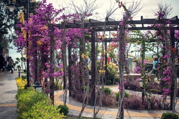 Blooming garden in Antalya, Turkey, vibrant and lush