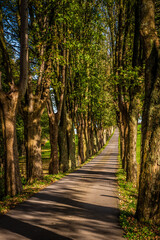 Allee im bergischen Land