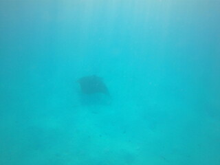 Raie Manta du lagon de Maupiti, Polynésie française © Atlantis
