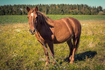 horse in the meadow