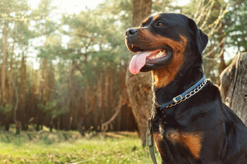 Breed dog - Rottweiler in coniferous forest close-up on a sunny day