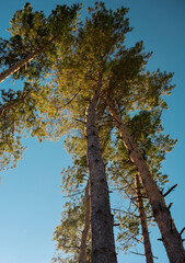 autumn in the forest