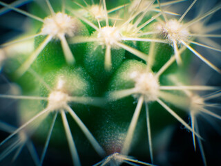 Abstract macro shot of a cactus.