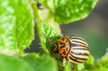 One on a green leaf of potatoes, macro shot of a pest for a garden