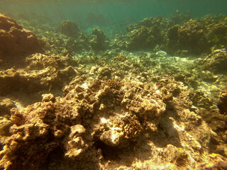 Fototapeta na wymiar Récif de corail, lagon de Maupiti, Polynésie française 