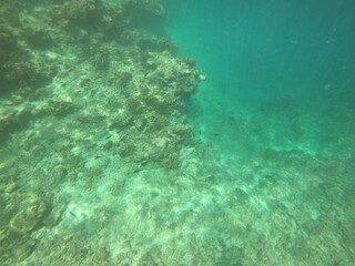 Naklejka na ściany i meble Fond marin, lagon de Maupiti, Polynésie française 