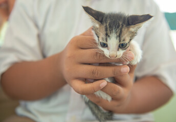 People holding a poor kitten