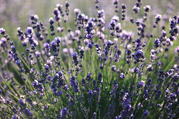 
lavender bushes in the sunlight