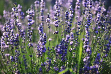 
lavender bushes in the sunlight