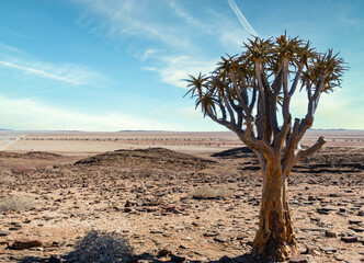 A tree in the middle of Namibia