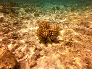 Corail, lagon de Maupiti, Polynésie française	