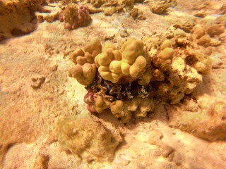 Bénitier dans le lagon de Maupiti, Polynésie française	
