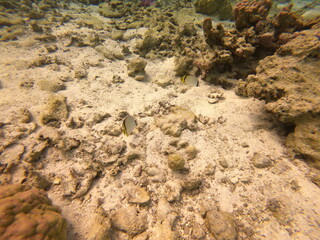 Poisson papillon dans le lagon de Maupiti, Polynésie française