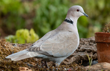 portrait of Collared dove in natural habitat