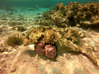 Récif de corail, lagon de Maupiti, Polynésie française	