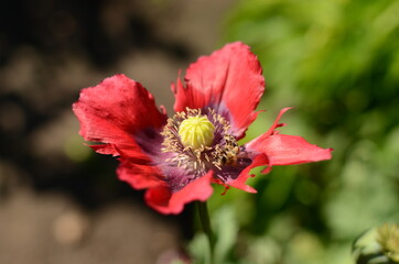 red poppy flower.